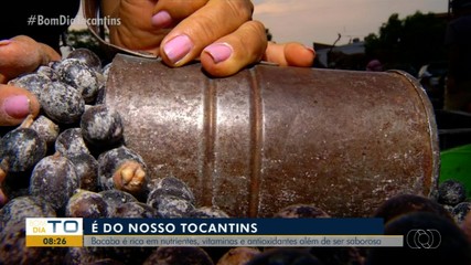 Bacaba é um fruto tocantinense saboroso e rico em nutrientes