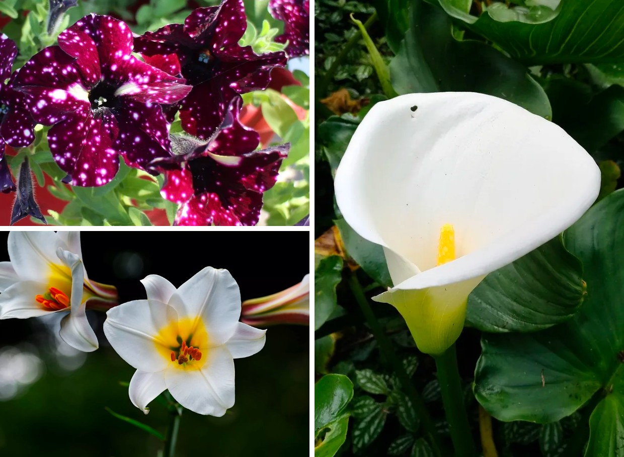 5 espécies de flores com abundância em setembro para decorar a casa (Foto: Casa e Jardim / Reprodução)