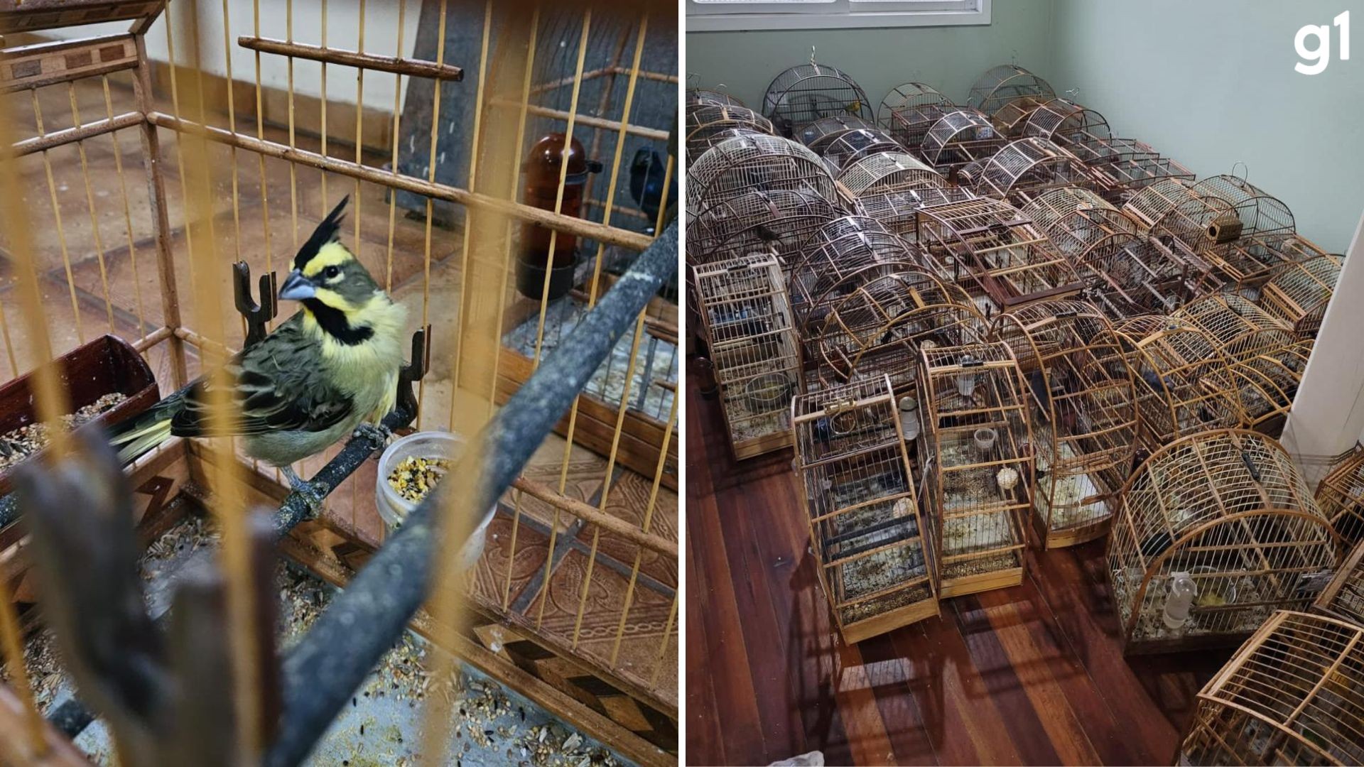 Mais de 100 aves silvestres são resgatadas em Santa Clara do Sul