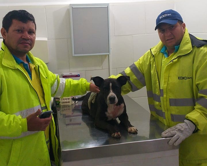 Feira de adoção em Rancharia disponibiliza cães e gatos resgatados em rodovias do Oeste Paulista