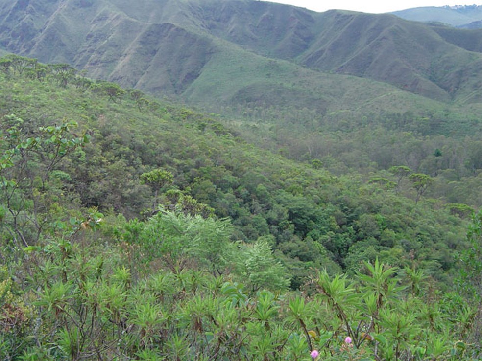 Vegeta&ccedil;&atilde;o de Cerrado no Parque Estadual Serra do Rola-Mo&ccedil;a. &mdash; Foto: Divulga&ccedil;&atilde;o