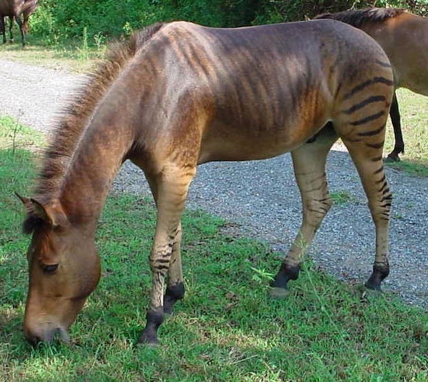 Um zorse é o híbrido de uma zebra e um cavalo (Foto: Kumana @ Wild Equines/ Wikimedia Commons/ CreativeCommons)