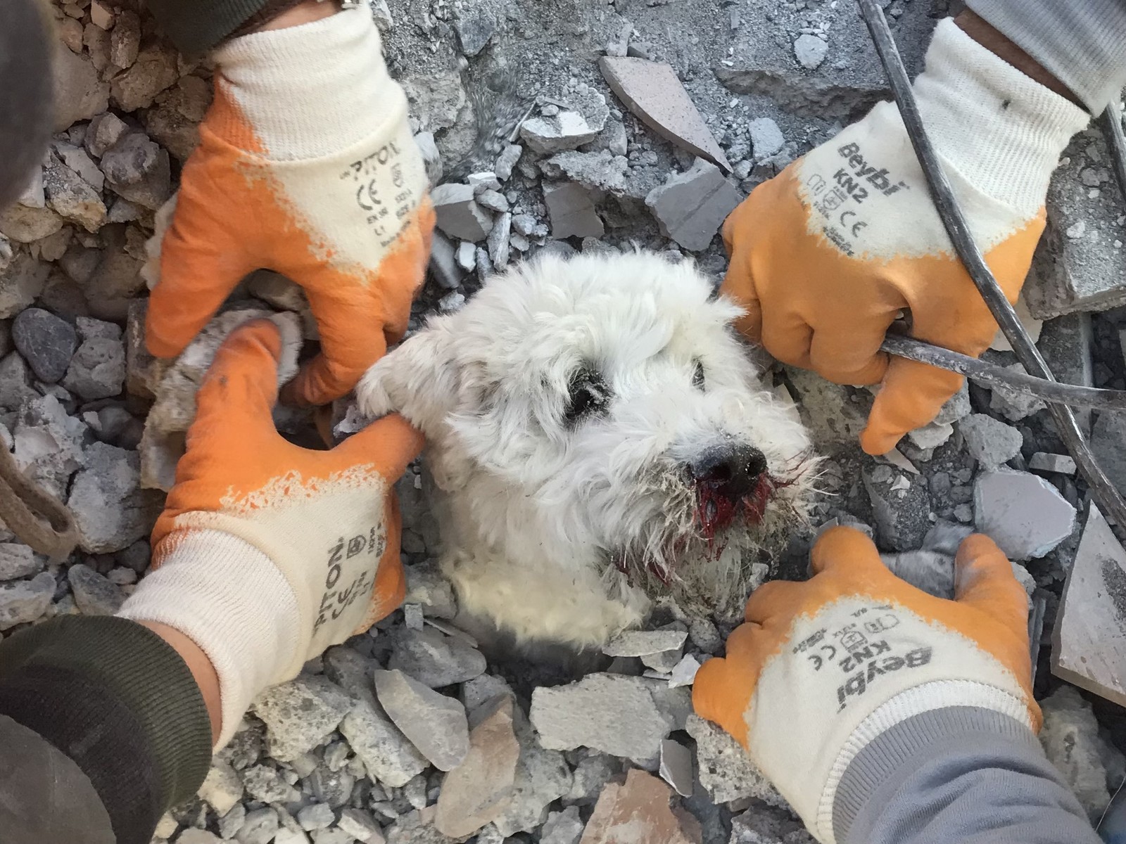 Cachorro é resgatado com vida em meio aos escombros de prédio desabado em Hatay, Turquia, três dias depois do grande terremoto — Foto: GURKAN OZTURK/AFP