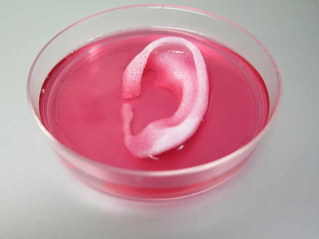A orelha implantável criada em impressora 3D por cientistas do Centro Médico Batista Wake Field (Foto: WFIRM)