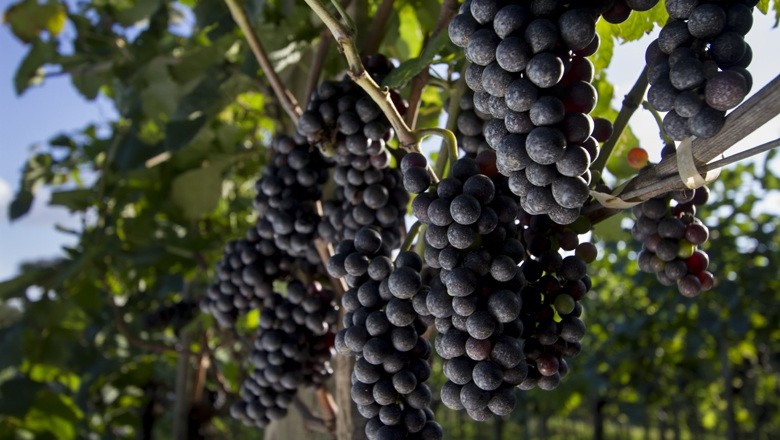 uvas-vinicola-aurora-vinhos-frutas-Pinto Bandeira-RS (Foto: Rogerio Albuquerque/Ed. Globo)