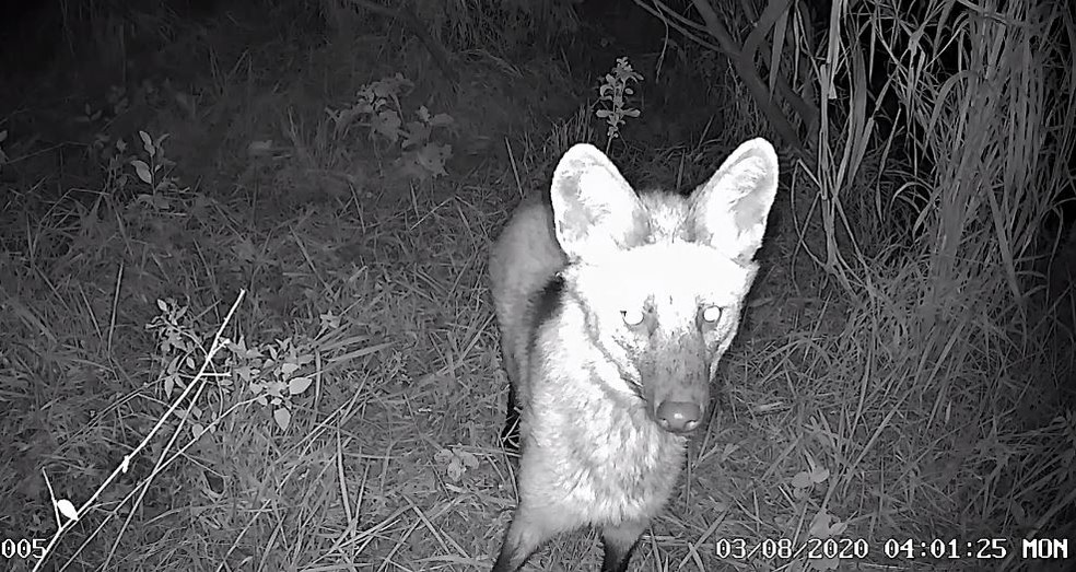 Morador de Campinas (SP) instalou câmeras no quintal e flagrou vários mamíferos como o lobo-guará e a onça-parda. — Foto: Gustavo Carvalho/Arquivo Pessoal