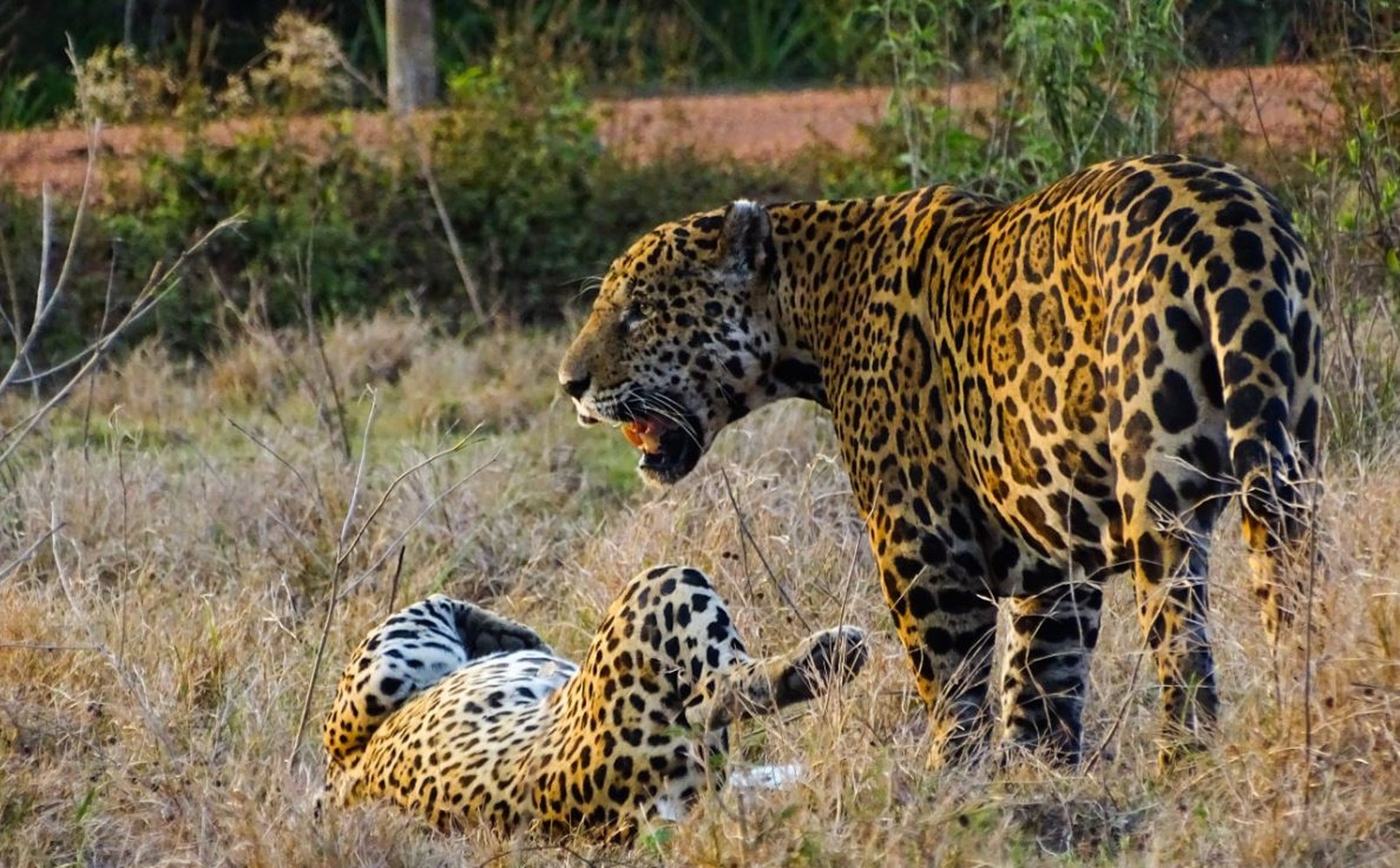 Impressive Wild Jaguars Pictures and Videos