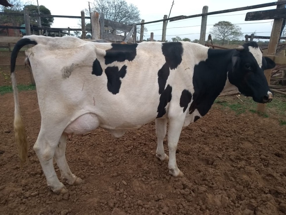 Vaca passa bem apesar das complicações durante o parto e a morte do bezerro (Foto: Arquivo pessoal)