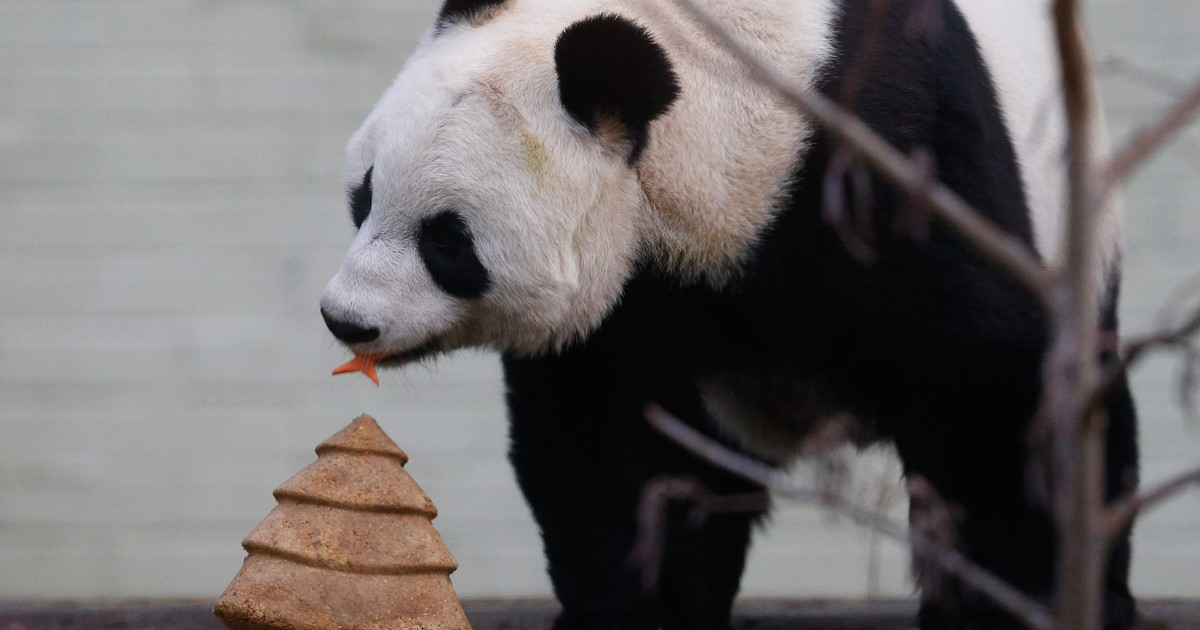 Natureza - Pandas estão entre os animais mais 'preguiçosos' do