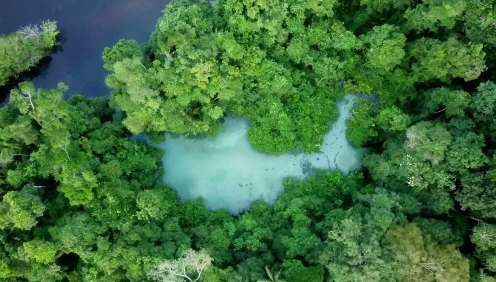 Floresta amazônica — Foto: Terra da Gente/Arquivo pessoal