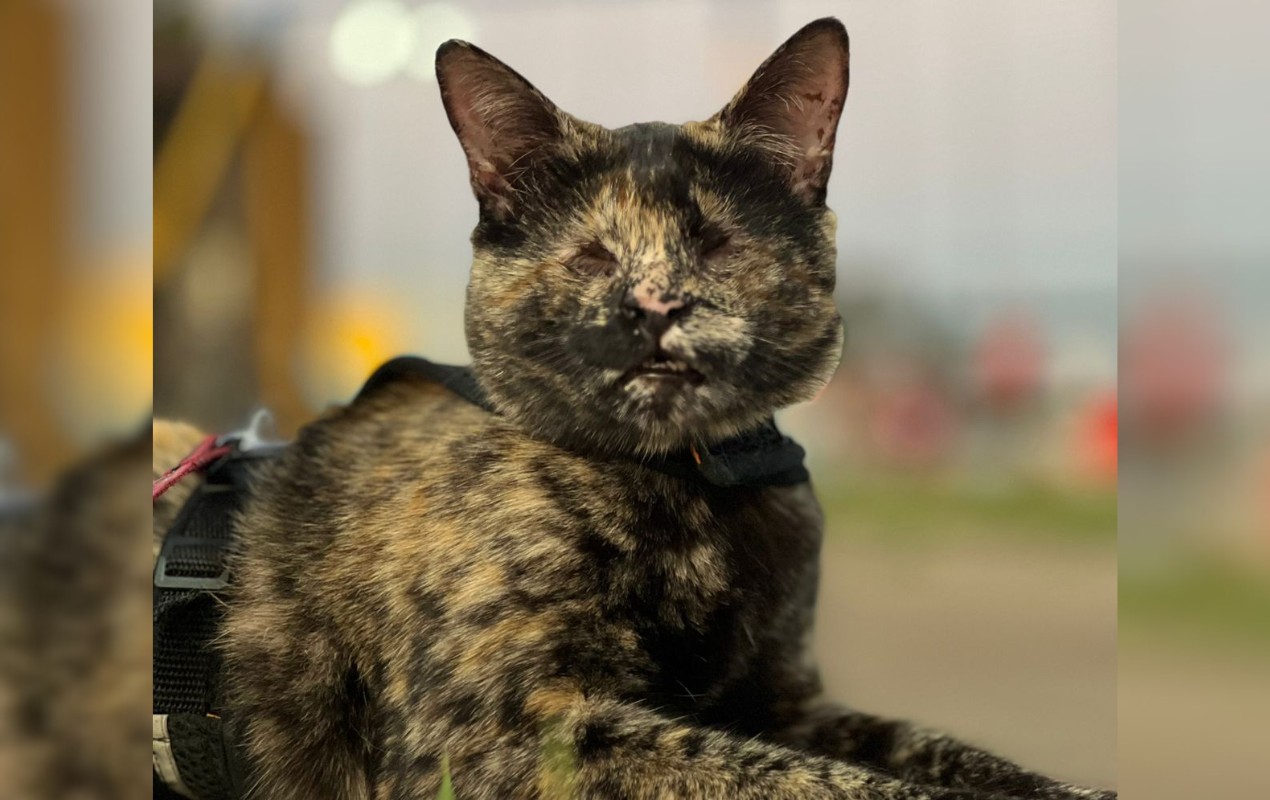 Eleita a mais bonita do Brasil em concurso, gata que nasceu sem os olhos e foi adotada por veterinárias conquista a web; fotos