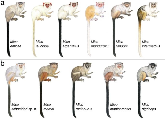 Macaco sagui: saiba como criar a espécie no Brasil