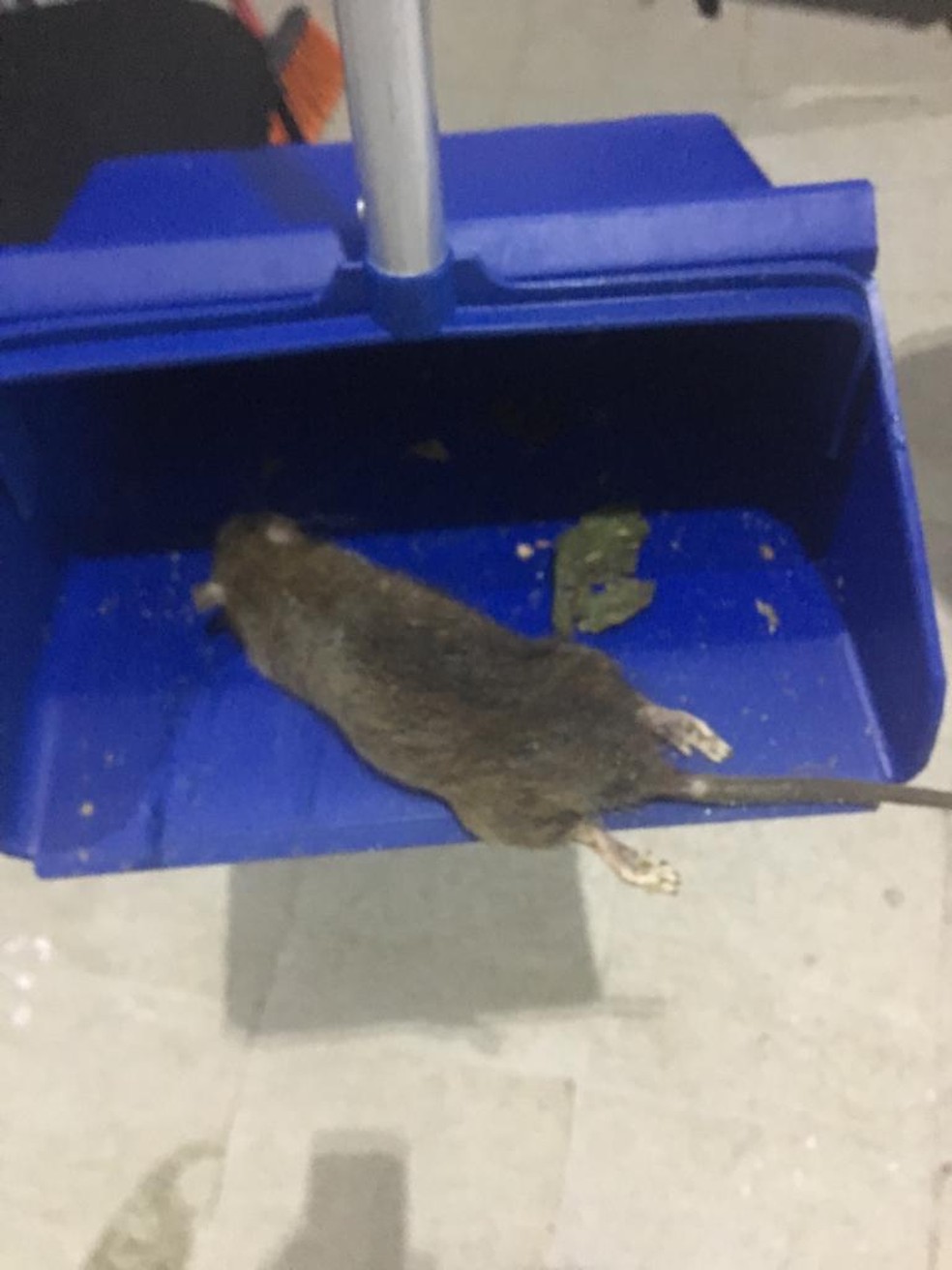 Rato morto sendo recolhido de empresa fornecedora de alimentos na Avenida Brasil â?? Foto: ReproduÃ§Ã£o/Arquivo Pessoal