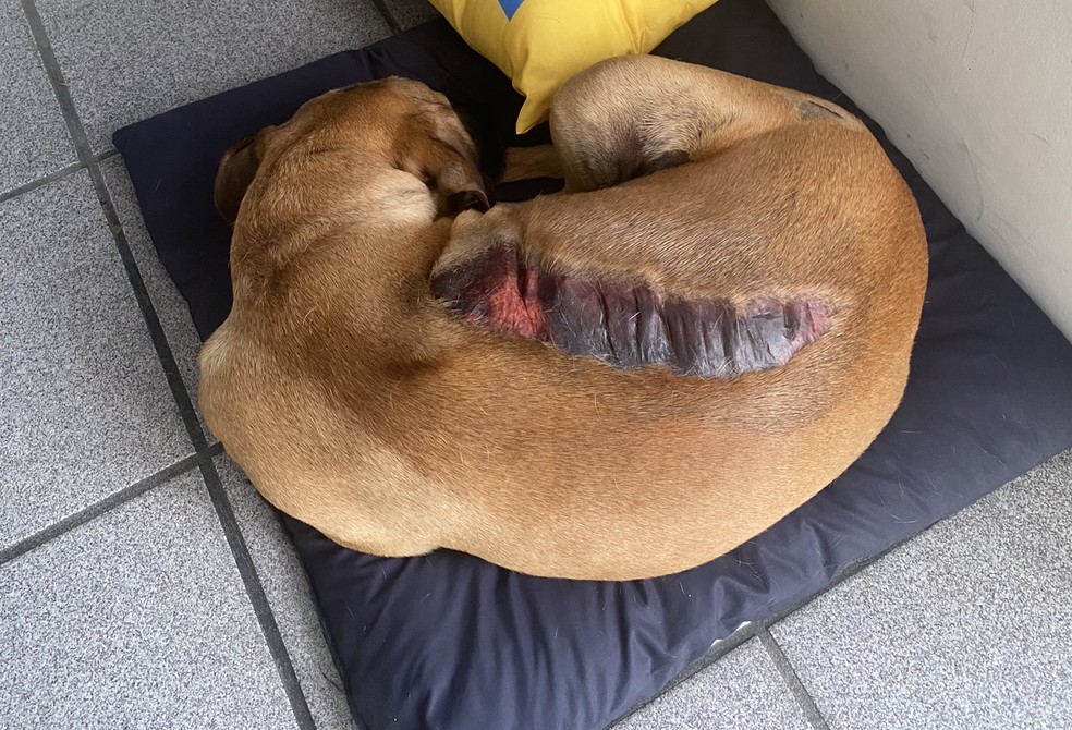 Matuê teve queimaduras nas costas e na cabeça após acidente em Campinas — Foto: Arquivo pessoal