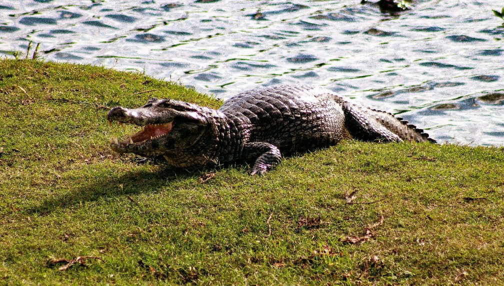 Jacaré flagrado em lagoa perto da BR-262, no pantanal sul-mato-grossense — Foto: Lucas Fialho/Arquivo Pessoal