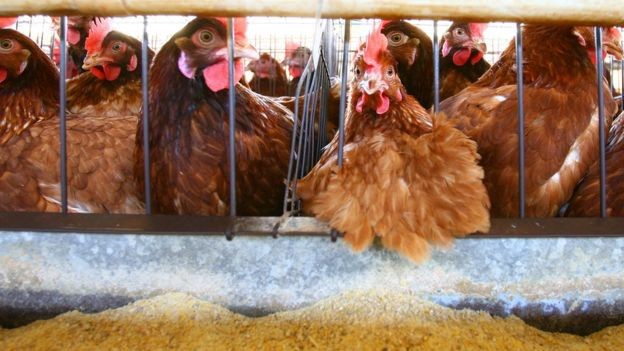 BBC - Surtos de gripe aviária forçaram o abate de milhares de aves (Foto: AFP  via BBC)