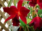 Mostra de orquídeas reúne expositores de quatro estados no RN
