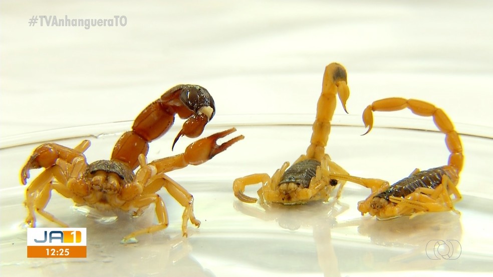 Escorpiões no Tocantins — Foto: Divulgação/TV Anhanguera