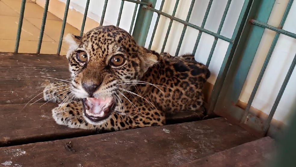 Filhote de onÃ§a-pintada foi resgatado apÃ³s perambular sozinho e ser acuado por cachorros em assentamento em Mato Grosso â€” Foto: Sema-MT/Assessoria