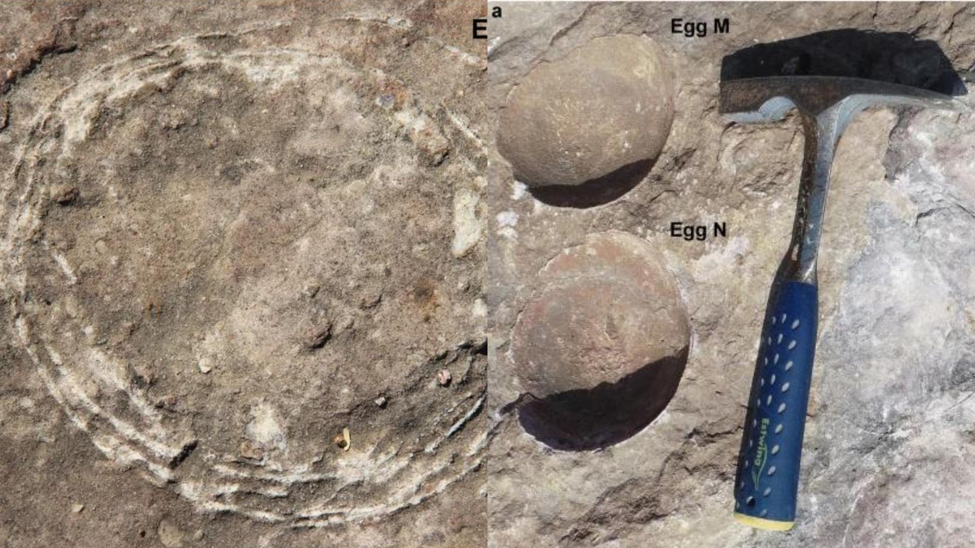 Pesquisadores encontraram ovo de dinossauro fossilizado dentro de outro ovo na Índia  (Foto:  Guntupalli V. R. Prasad et. al)