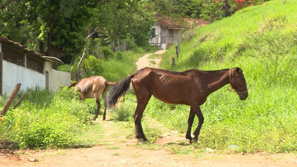 Cavalo saiu de terreno e foi atropelado em Cachoeiro de Itapemirim, ES — Foto: Reprodução/TV Gazeta