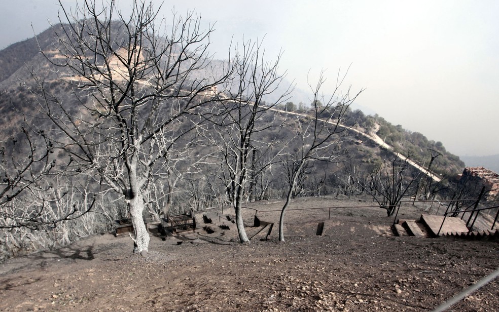 Árvores queimadas perto de Tizi Ouzou, a cerca de 100 km de Algiers, na Argélia, em foto desta terça-feira (10) — Foto: AP Photo/Fateh Guidoum