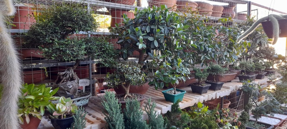 Técnico agrícola cultiva plantas e presta cuidados às doentes em Bauru  — Foto: Júlio César Polonio /Arquivo pessoal