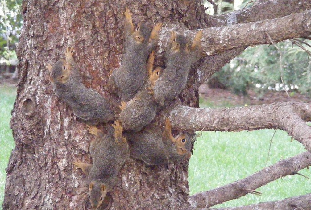 Seis esquilos são resgatados após ficarem com rabos enroscados nos EUA (Foto: Nebraska Humane Society/Facebook)