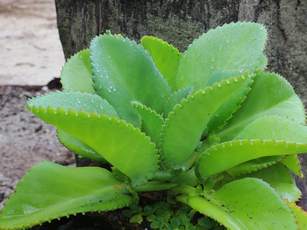 Kalanchoe brasiliensis green leaves for wallpaper images (Foto: Getty Images/iStockphoto)