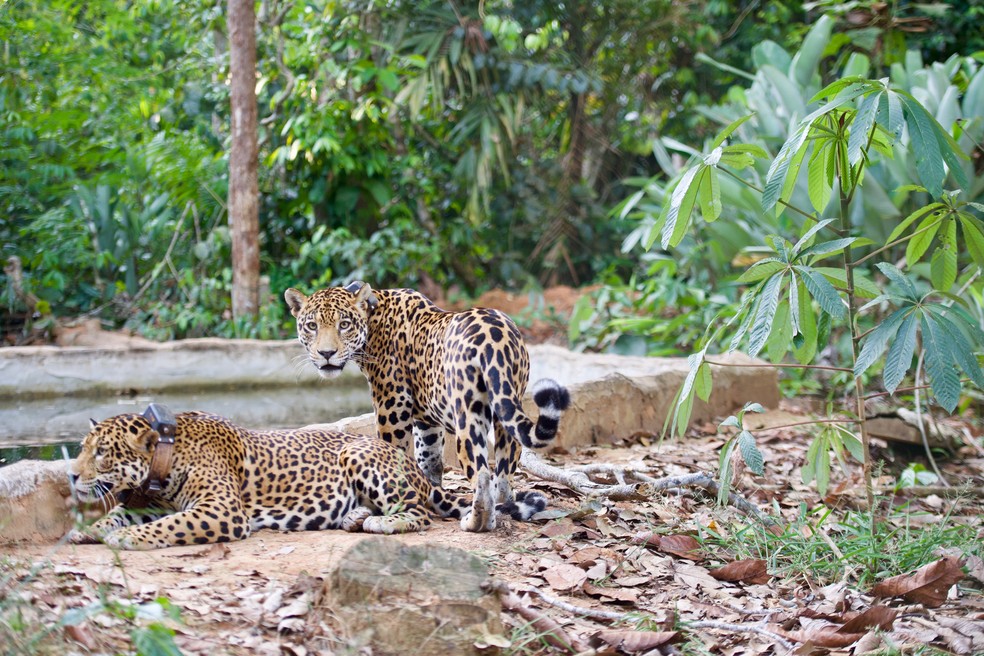 Pesquisadores irão acompanhar as onças através do sinal de GPS emitido pelos colares — Foto: Divulgação Onçafari