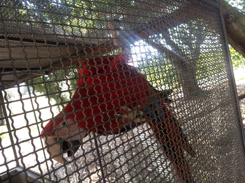 Ocorrência com arara-vermelha em cativeiro, sem autorização, foi registrada em Osvaldo Cruz — Foto: Polícia Ambiental