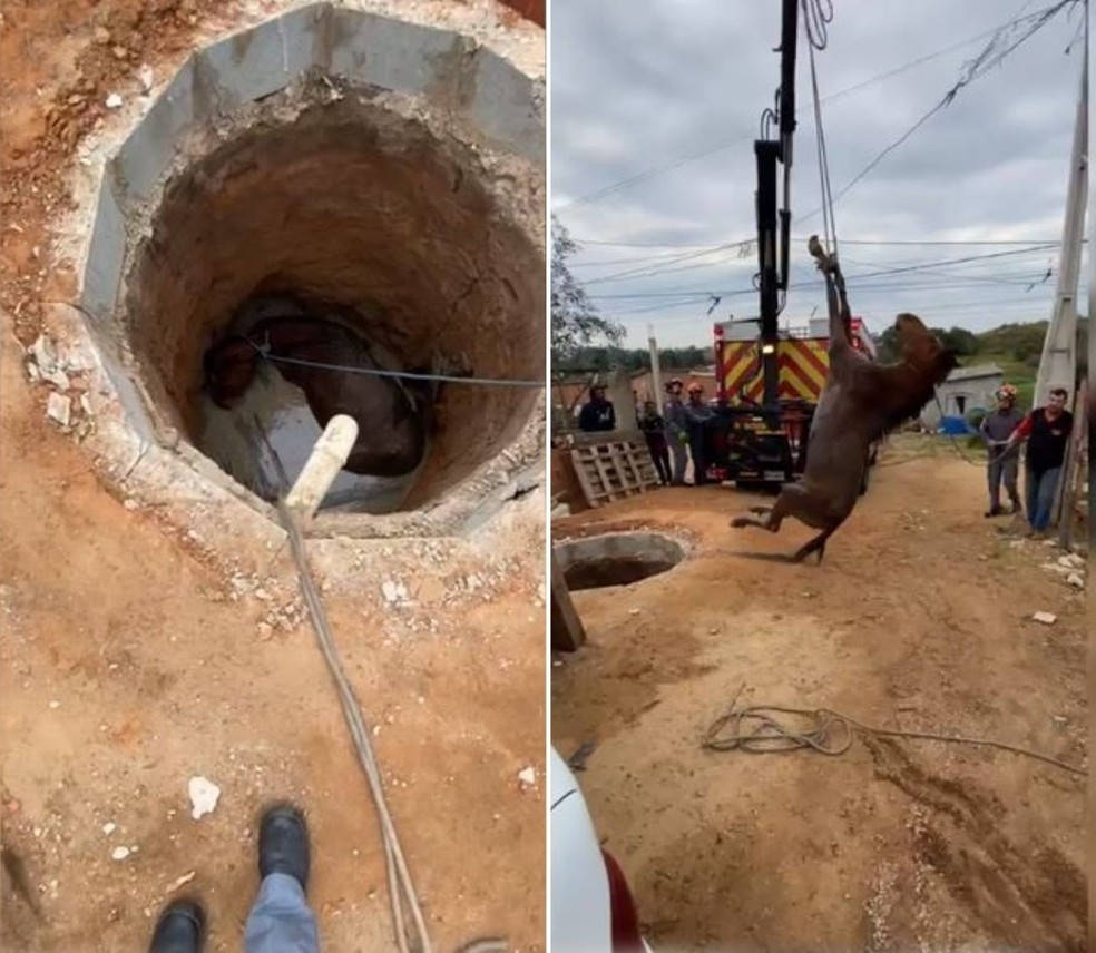Cavalo é resgatado de dentro de poço em Sorocaba — Foto: Corpo de Bombeiros/Divulgação