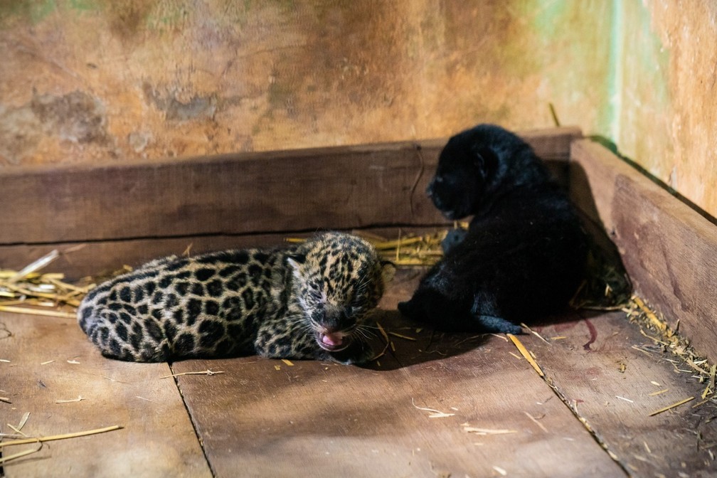 Nomes devem ser escolhidos por votação — Foto: Alexandre Marchetti/Itaipu Binacional