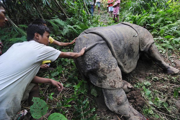 Moradores e veterinários tentam acalmar exemplar de rinoceronte-indiano que sobreviveu ao ataque de caçadores e teve seu chifre retirado. (Foto: AP)