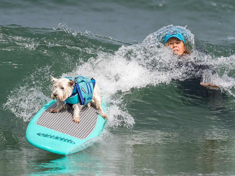 Os tutores determinavam qual onda o cão surfaria, para a segurança do próprio pet (Foto: World Dog Surfing Championships/ Reprodução)
