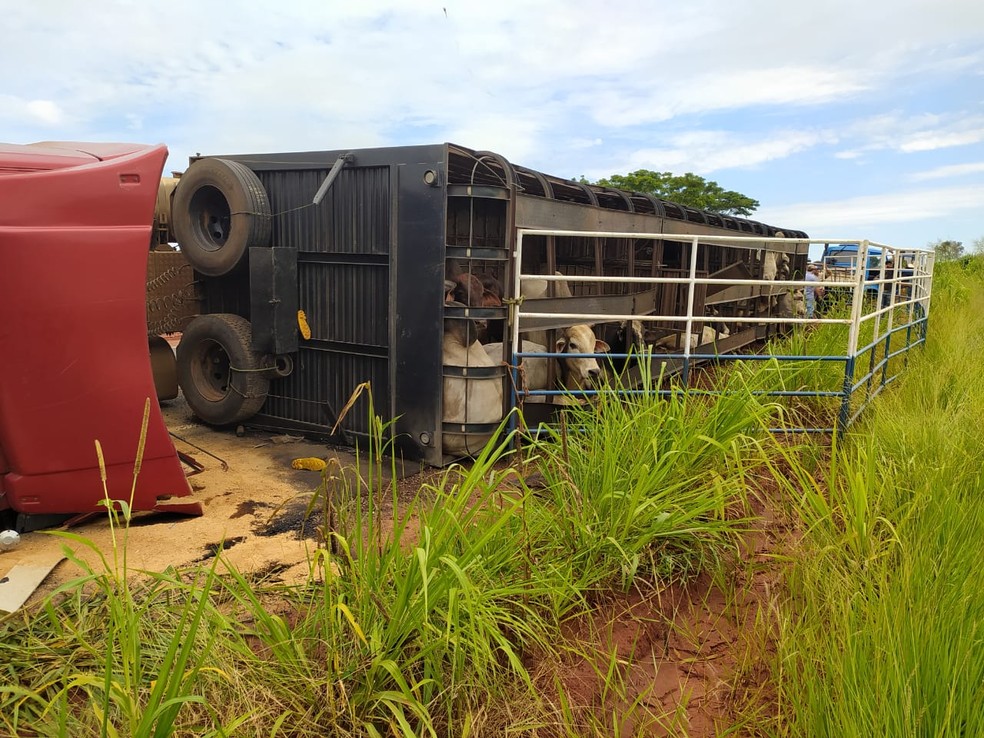 Caminhão tombado com animais dentro dem Turmalina  — Foto: Divulgação/ Polícia Rodoviária Estadual de Jales