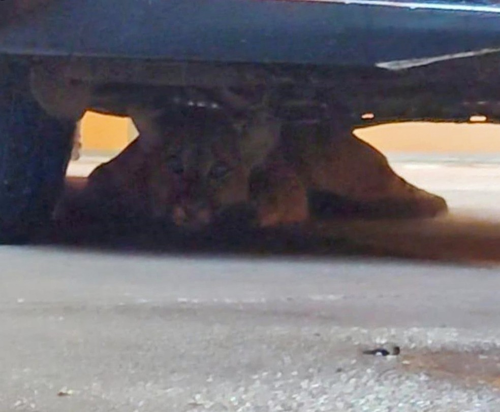 Onça-parda foi encontrada embaixo de um carro, na garagem de uma casa, em Presidente Venceslau — Foto: Polícia Ambiental