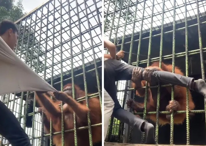 Homem é atacado por orangotango em zoológico (Foto: reprodução )