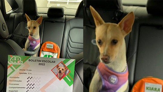 Fotos de cachorros com seus “boletins escolares” viralizam na web e divertem internautas. Veja!
