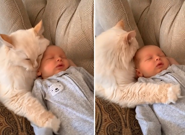 Felino abraça bebê em vídeo e conquista web (Foto: Reprodução/Tik Tok)