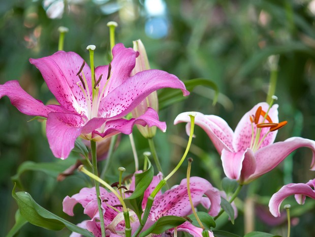 Lily flower in a garden (Foto: Freepik)
