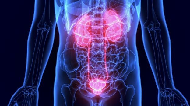Os rins são dois órgãos em forma de feijão que filtram as toxinas do sangue e transformam os resíduos em urina (Foto: Getty Images via BBC News Brasil)