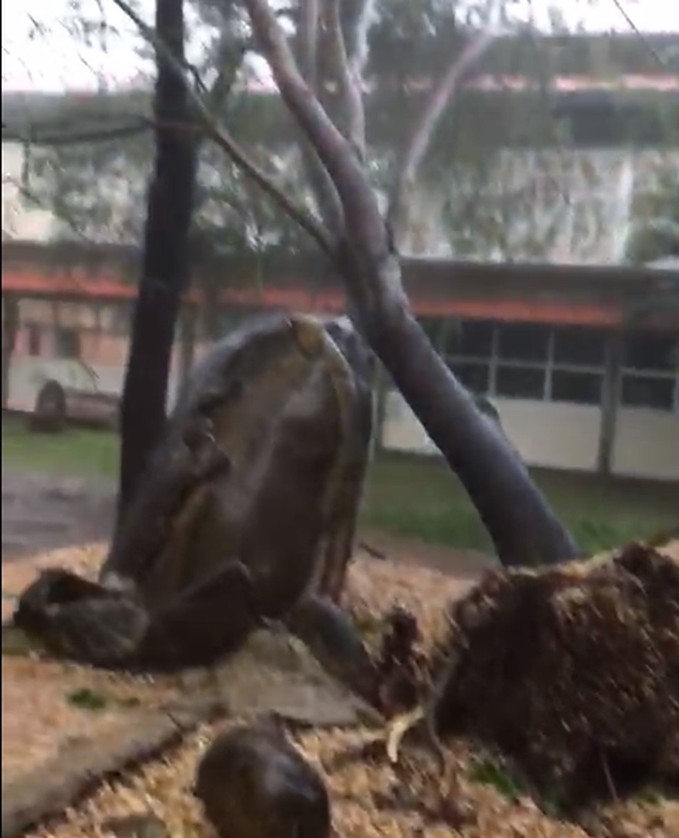 Árvore caiu durante forte chuva na região sul de Palmas — Foto: Reprodução