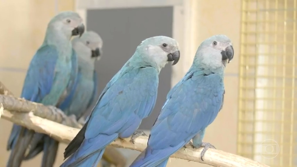Ave típica da Bahia e que estava extinta da natureza, ararinha-azul volta à Caatinga após 20 anos