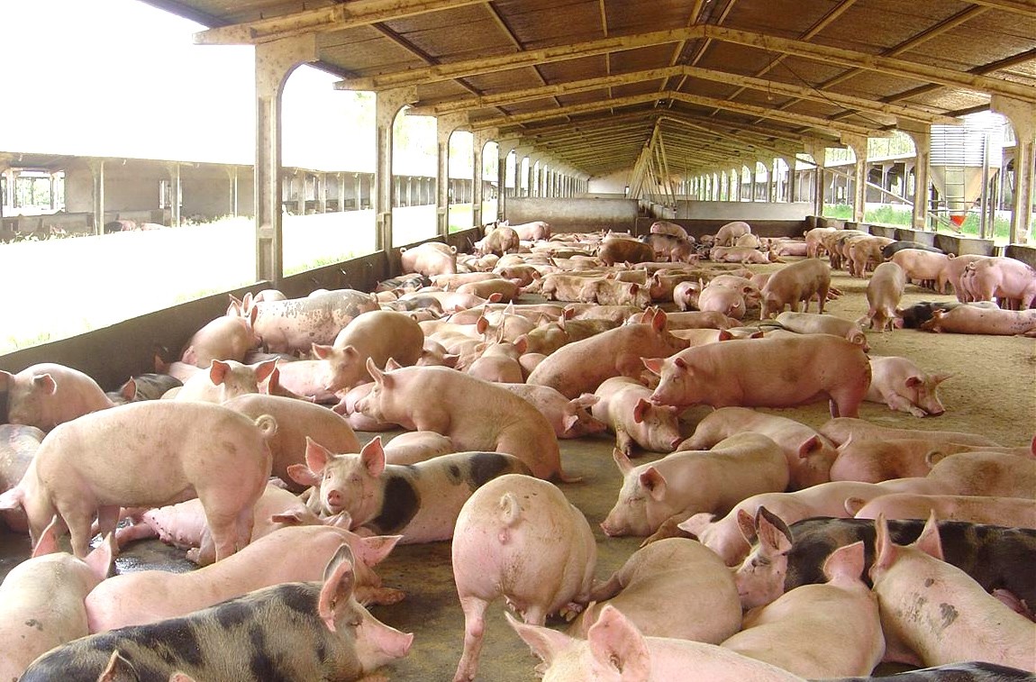 Alemanha considera auxílio a produtores rurais após peste suína, diz ministra thumbnail