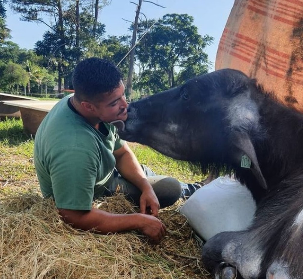 Médico veterinário Maurice Vidal ao lado da búfala Carequinha — Foto: Reprodução/Instagram