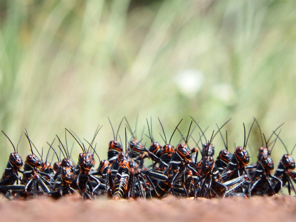 Cliques detalhados de insetos também chamam atenção entre os registros — Foto: Pedro Medeiros/VC no TG