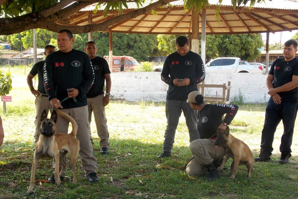 Ao todo 10 cães participaram do treinamento com os militares (Foto: Samuel Alvarenga/Secom/Divulgação)