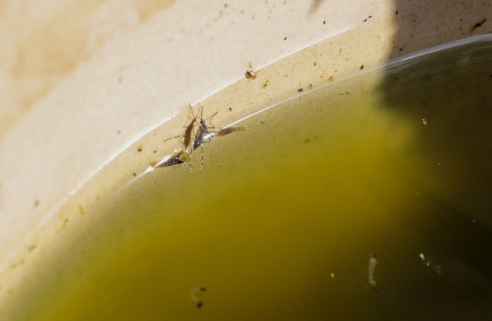 Criadouro do mosquito Aedes aegypti, em água parada — Foto: Prefeitura de Porto Velho/Divulgação