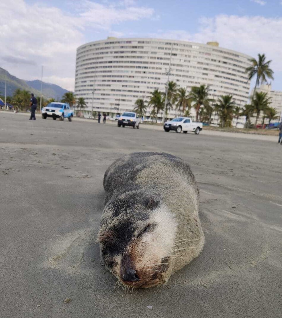  lobo-marinho-subantártico (Arctocephalus tropicalis) apareceu em uma praia de Peruíbe, no litoral de São Paulo. — Foto: Divulgação/Instituto Biopesca